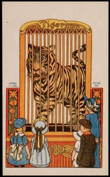 24 Tiger In Cage